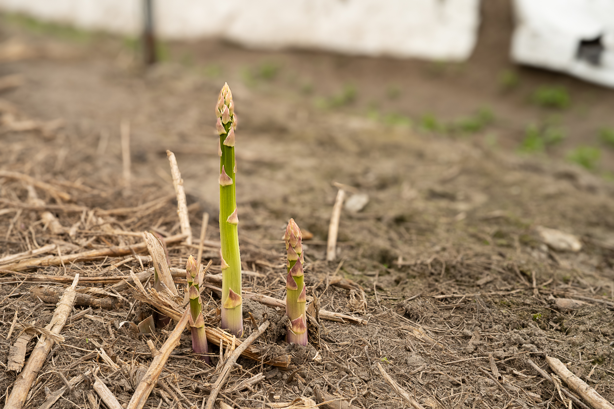 Des asperges étoilées